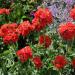 Lychnis Chalcedonica Flowers