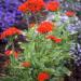 Lychnis Chalcedonica Plant