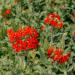 Lychnis Chalcedonica Flowering Plant