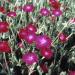 Lychnis Coronaria Plant