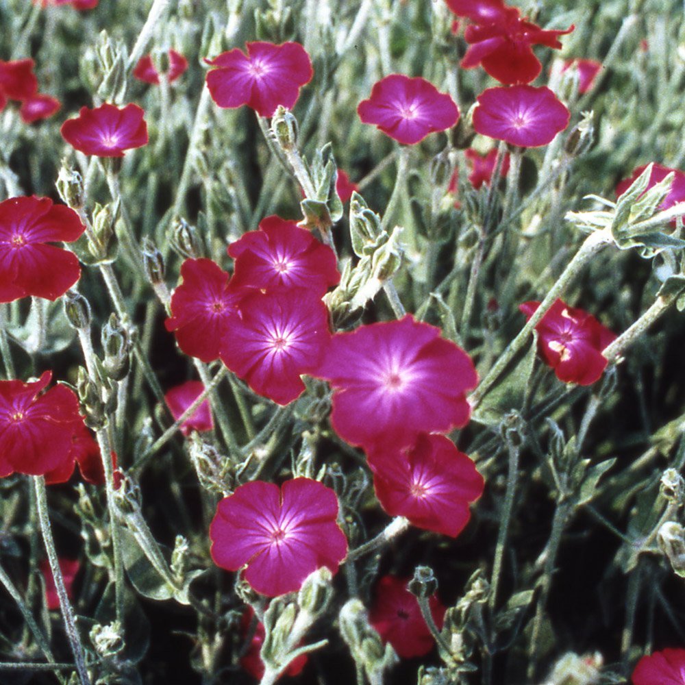 Lychnis Seeds | Coronaria