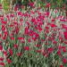 Lychnis Coronaria Flowers