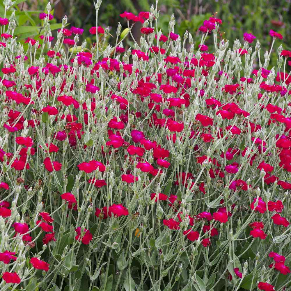 Lychnis atrosanguinea-Rose Campion-Carmín Rojo 1 gramos ~ Aprox 1800 semillas