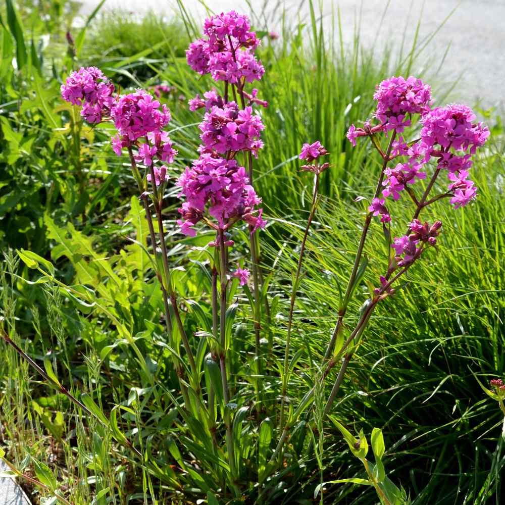 Lychnis Seed Lychnis Viscaria Catchfly Flower Seeds
