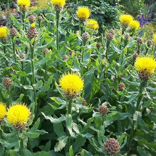 Perennial Cornflower Macrocephala Gardenflower