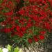 Coreopsis Mahogany Midget Plants