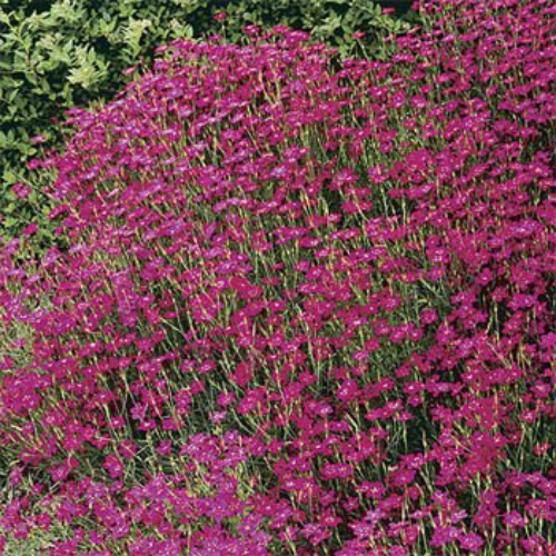 Maiden Pink flower seed