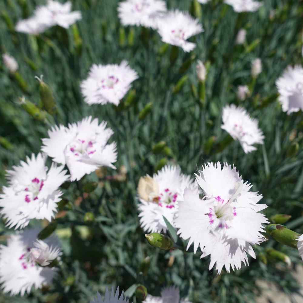 White 100 seeds Dianthus Deltoides 