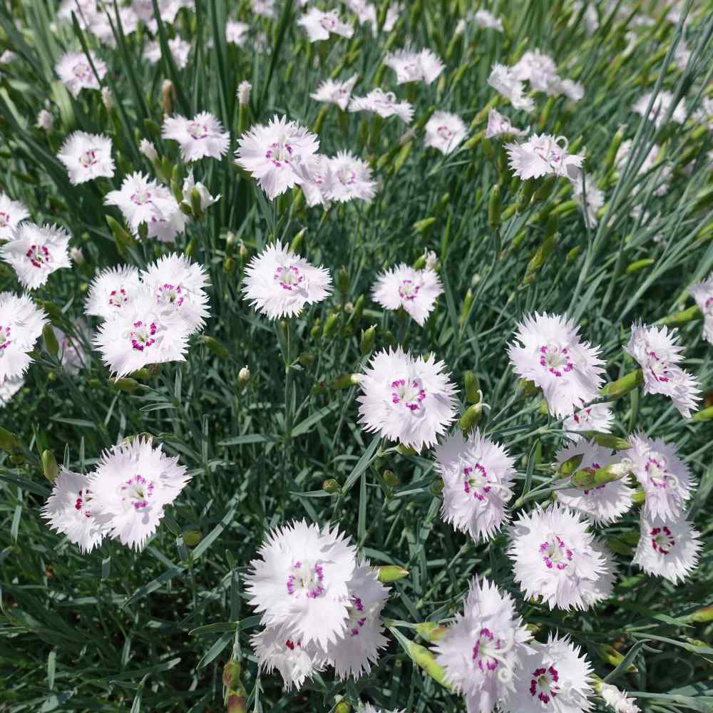 Dianthus Deltoides White Maiden Pink Heat & Drought Resistant Flower Seeds