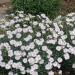 Maiden Pink White Flowering Plants