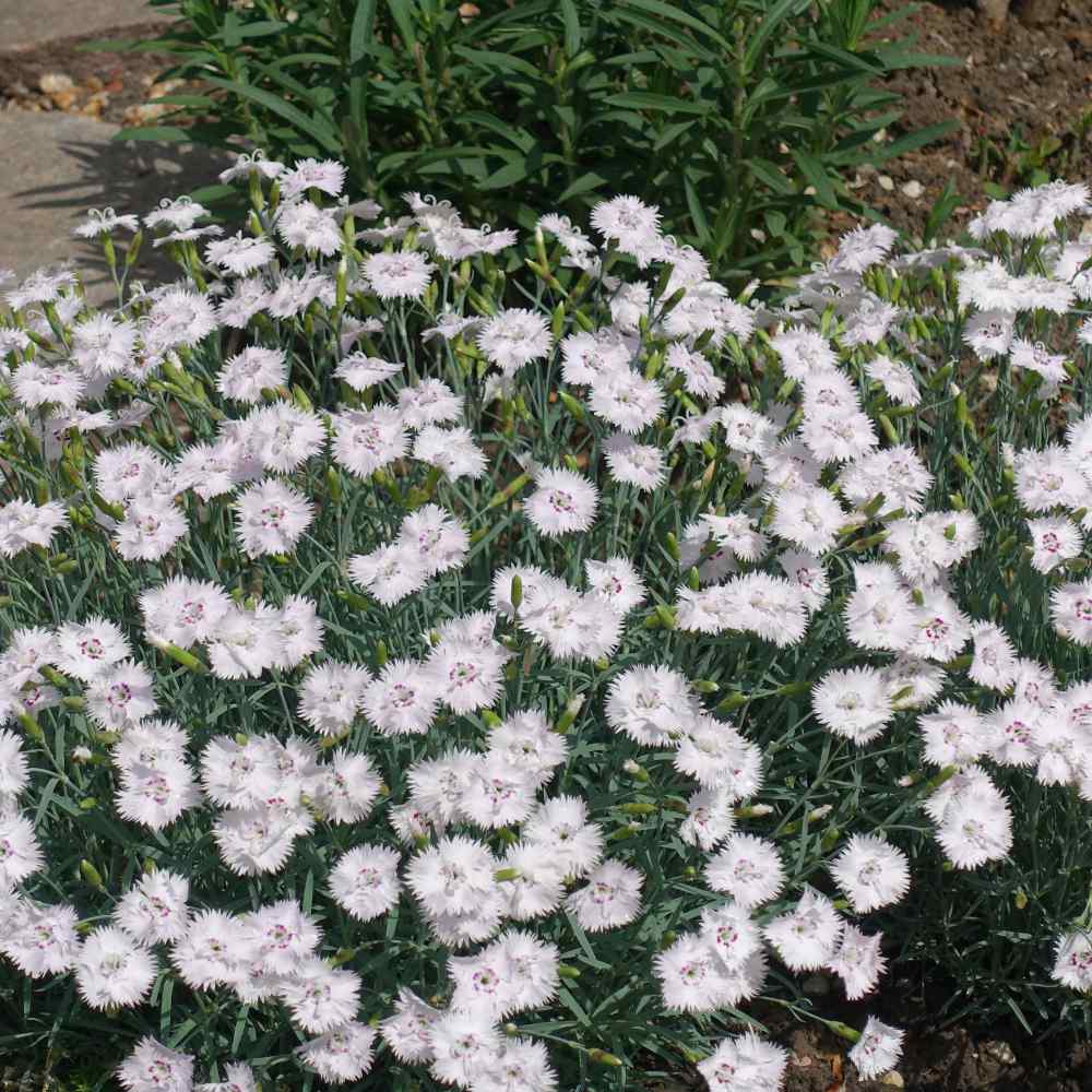 Dianthus Deltoides White Maiden Pink Heat & Drought Resistant Flower Seeds