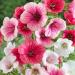 Malope Trifida Flower Mix