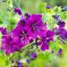 Hollyhock Flower Seed