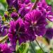 Malva Sylvestris Plants