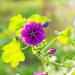 Hollyhock Sylvestris Purple Flowers