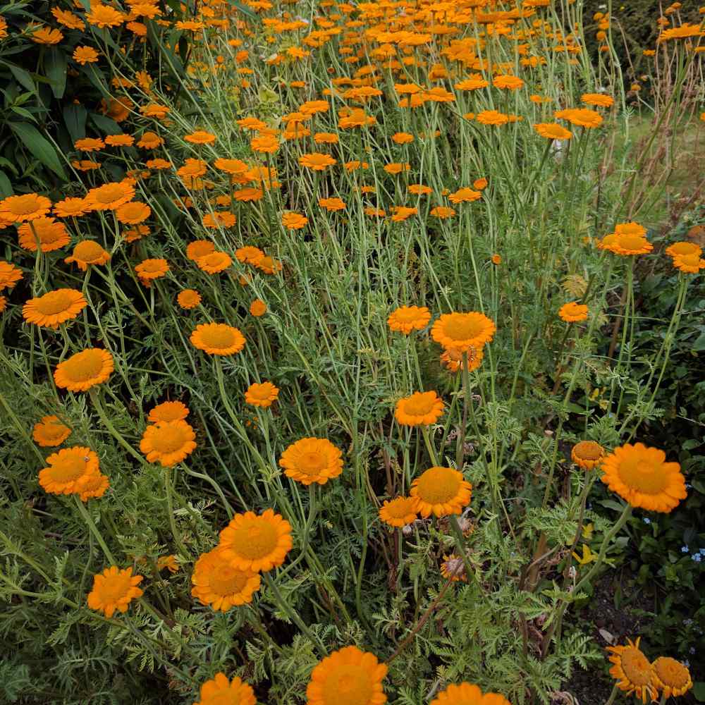 Marguerite Daisy Orange Flowers