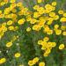 marguerite daisy yellow flowers