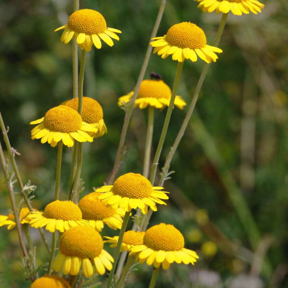Golden Marguerite Daisy Seed Anthemis Tinctoria Flower Seeds
