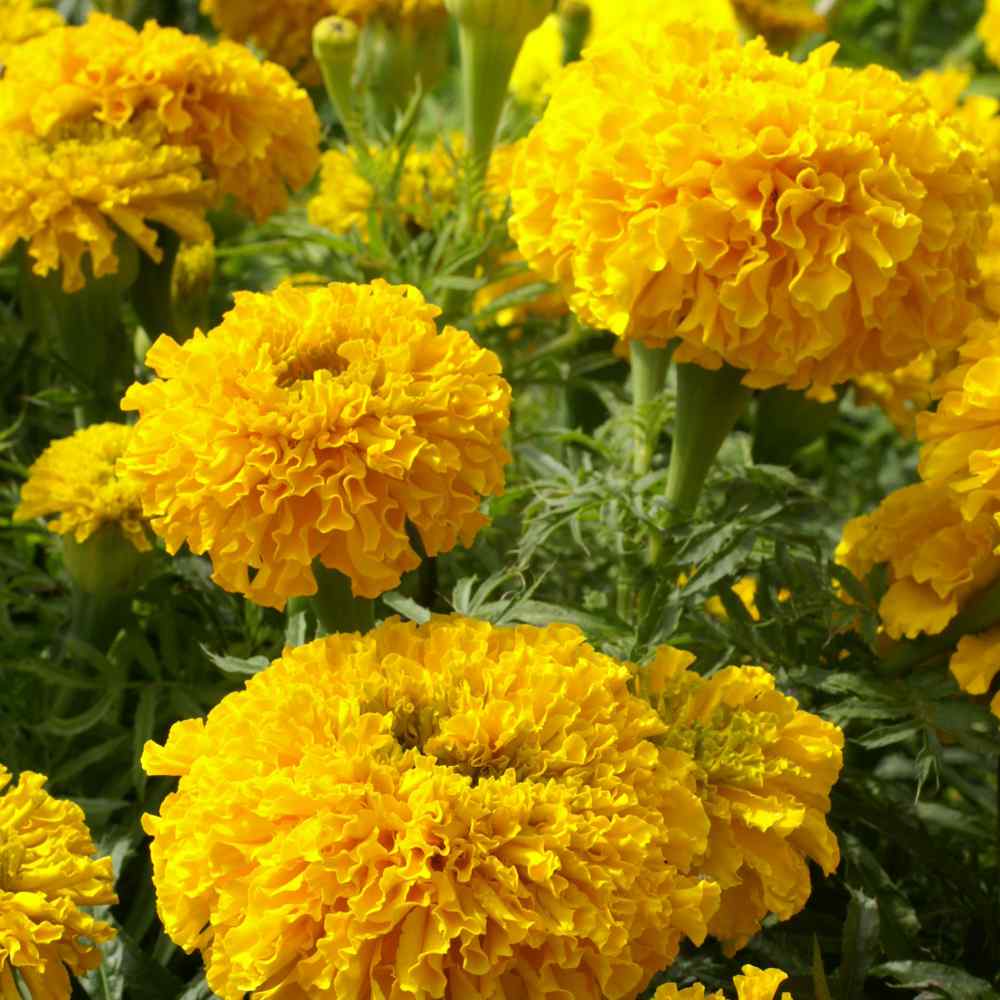 Marigold Seed etes Erecta African Marigold Apricot Flower Seeds Marigold Seed etes Erecta African Marigold Apricot Flower Seeds