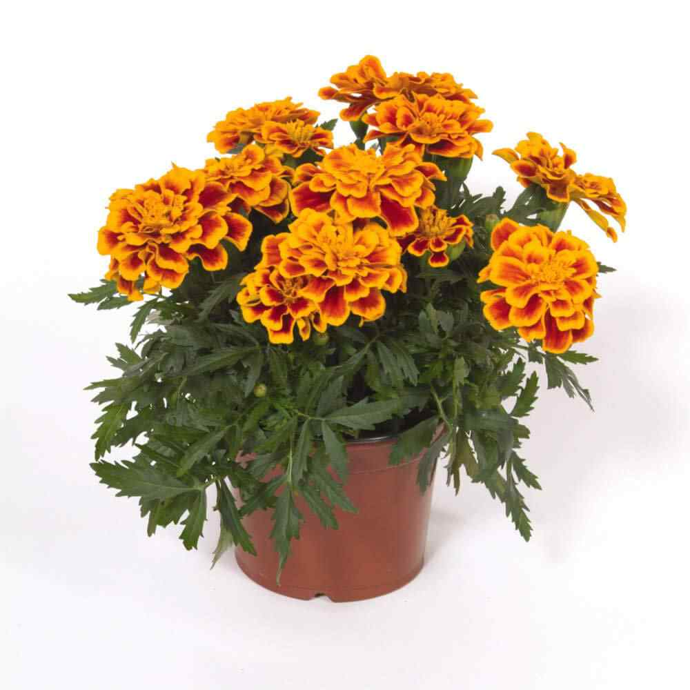 etes Patula Durango Bee French Marigold Flower Seeds