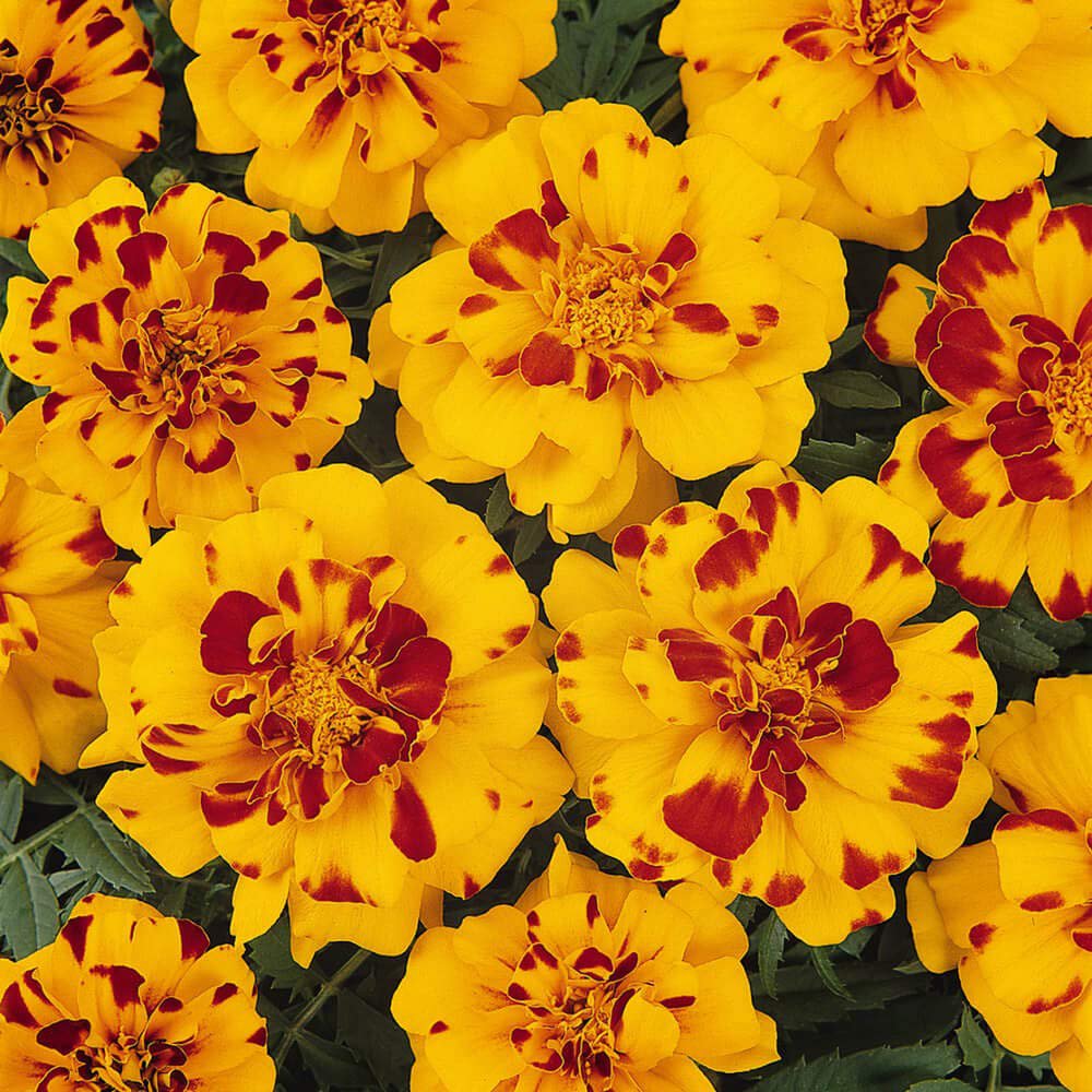 French Marigold Tagetes Patula Durango Bolero Flower Seeds