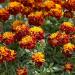 Marigold Flame Container Plant