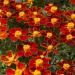 French Marigold Disco Red