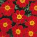 French Marigold Disco Red Flower Plant