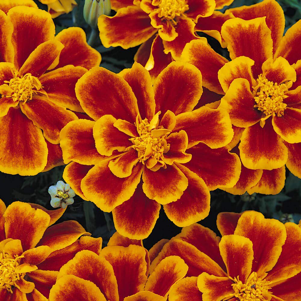 French Marigold Tagetes Patula Durango Flame Flower Seeds
