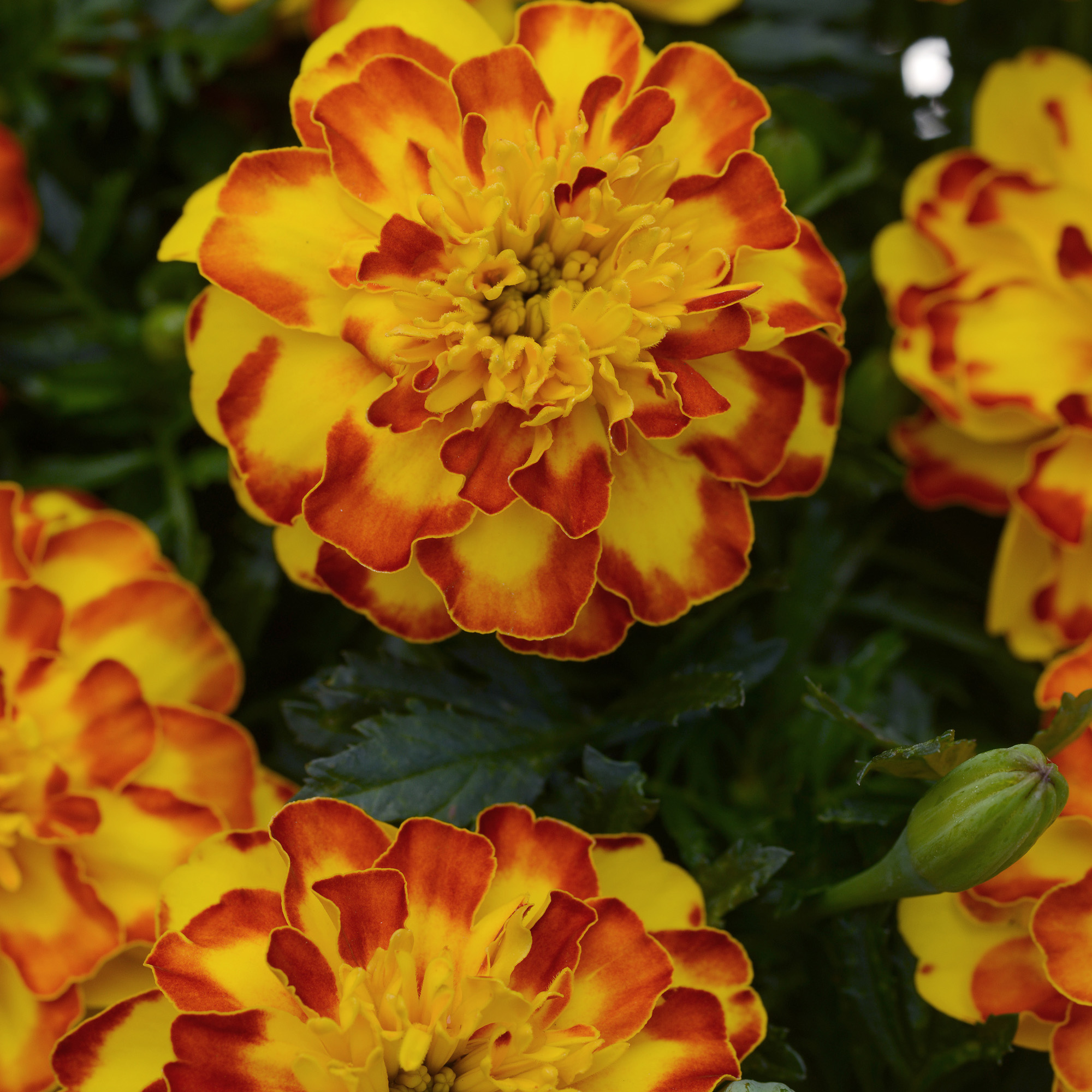 French Marigold Flamenco