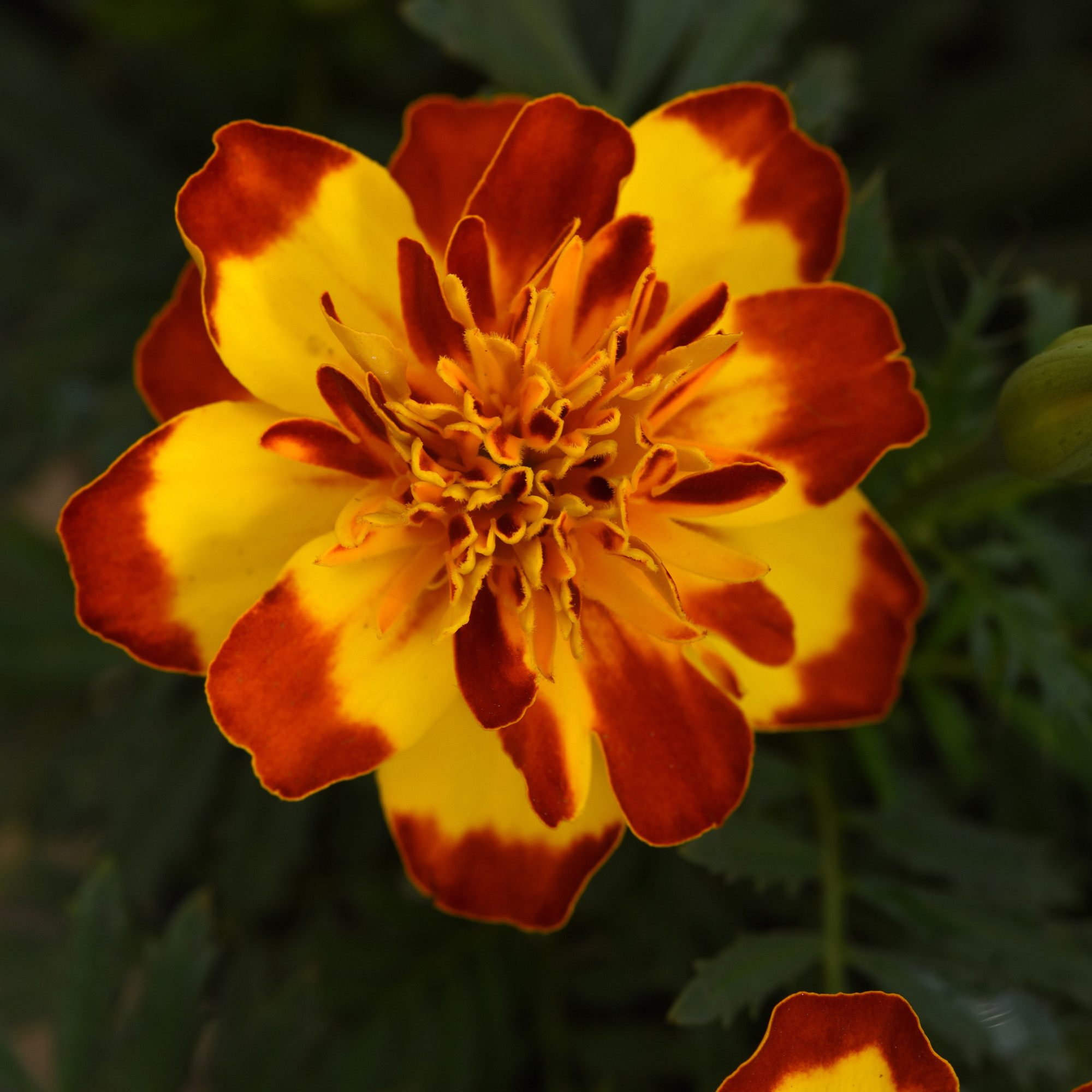 French Marigold Flamenco Flowering Plant