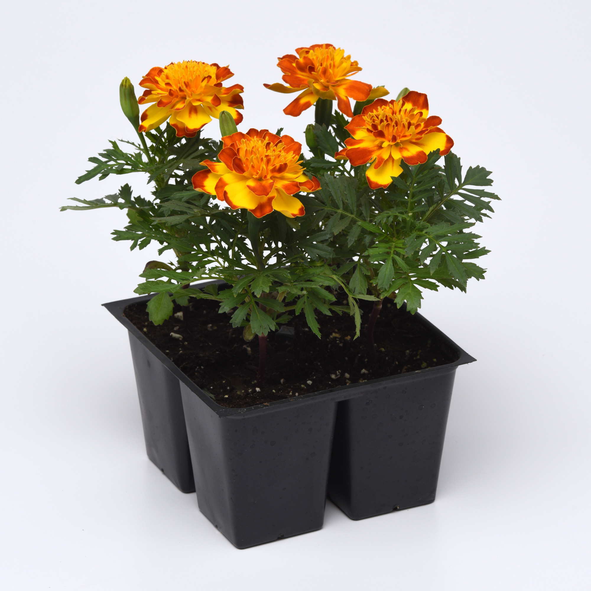 Dwarf French Marigold Flamenco