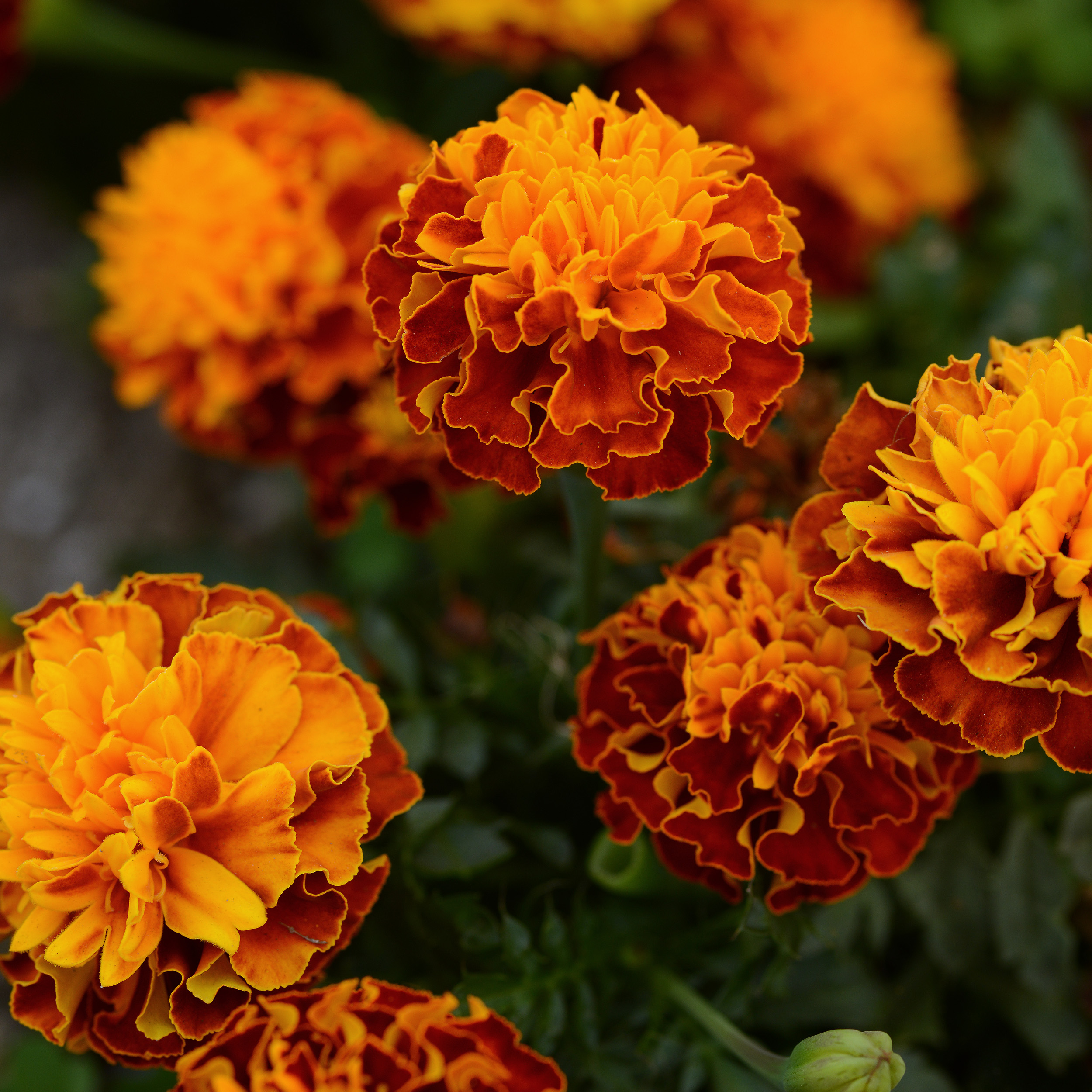 French Marigold Harmony Flowers