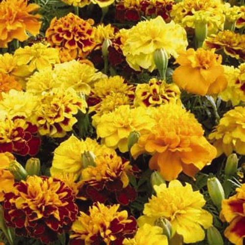 French Marigold Little Hero Mix