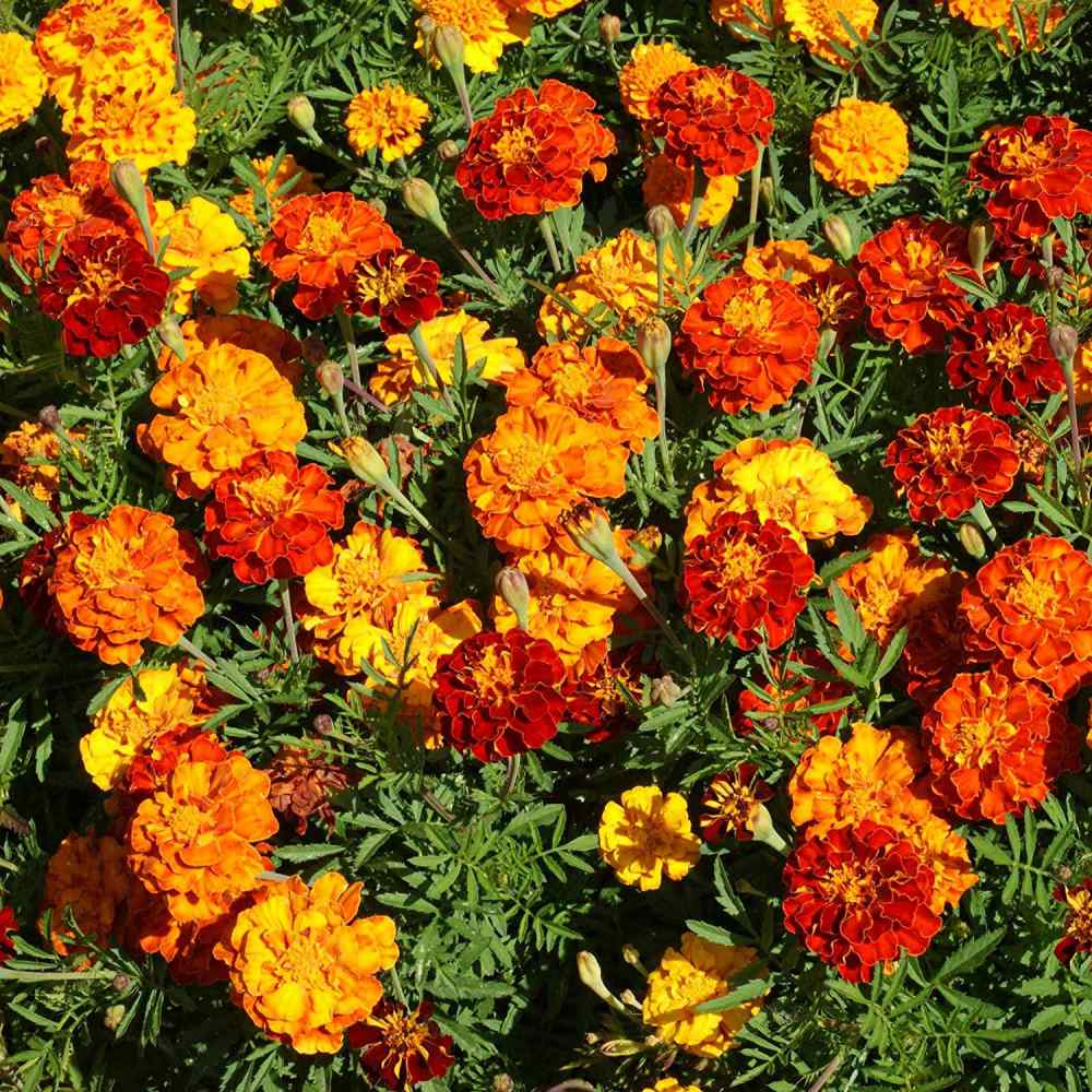 Marigold Mix Flower Seed