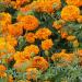 Marigold Orange