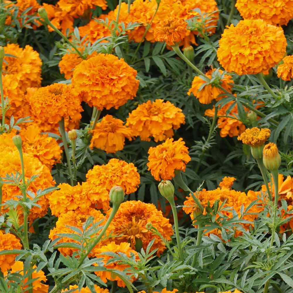 African Marigold Seeds | Orange