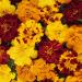 French Marigold Durango Outback Mix