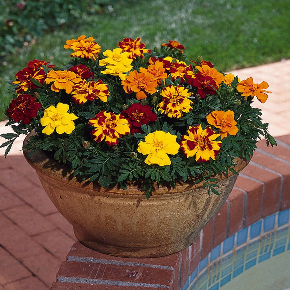 Frech Marigold Outback Flower Seed Mix