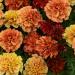 French Marigold Strawberry Blonde