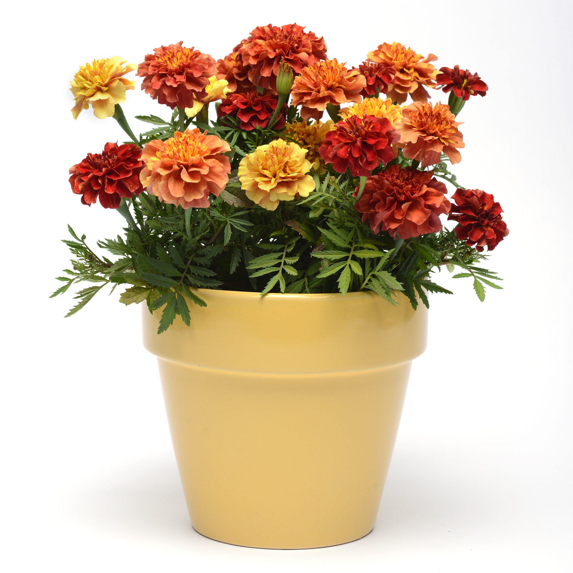 French Marigold Strawberry Blonde Flowering Plant