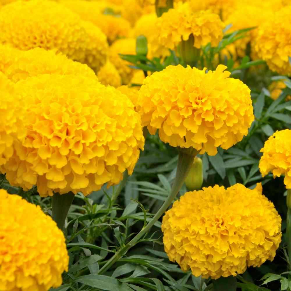 Popular Garden Flower
