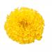 Tagetes Erecta Yellow Flowers