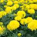 Marigold Yellow Flowers