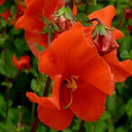 Alonsoa Warscewiczii Scarlet Flowers