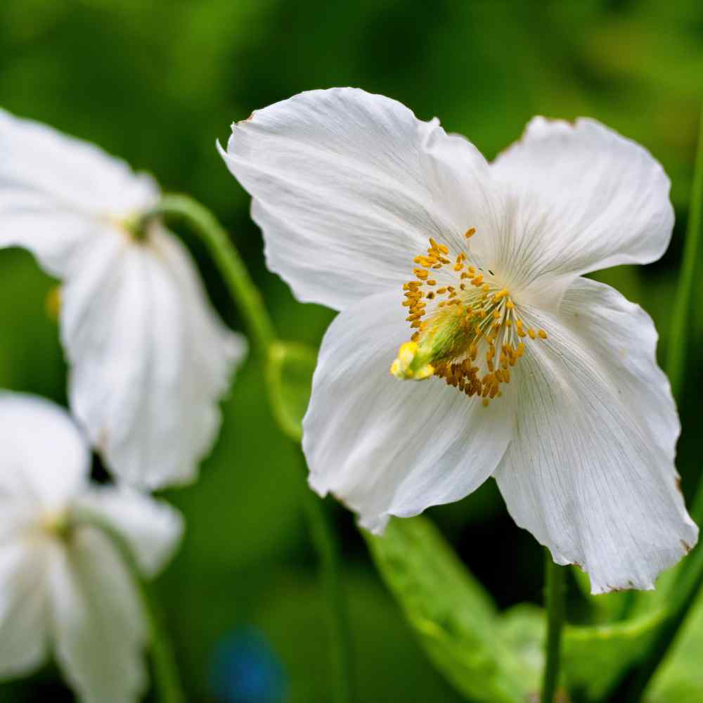 Poppy Seeds White Himalayan Poppy Flower Seed
