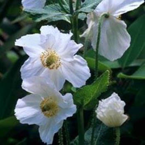 White Poppy Flower Seed