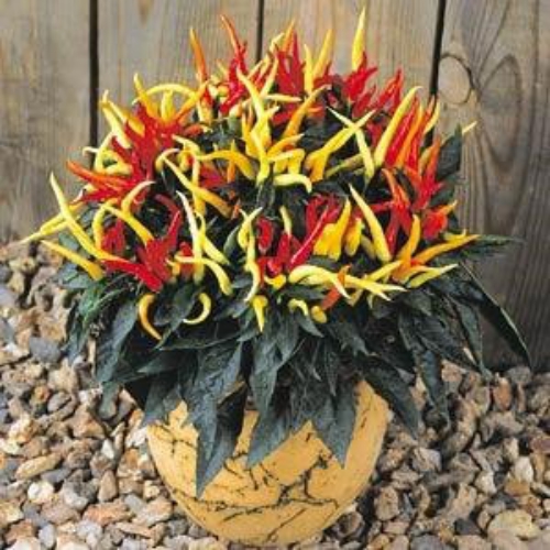 Ornamental Pepper Medusa