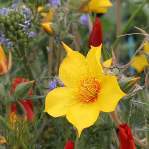 Blazing Star Flowers