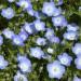 Baby Blue Eyes Seed - Nemophila Menziesii Flower Seeds